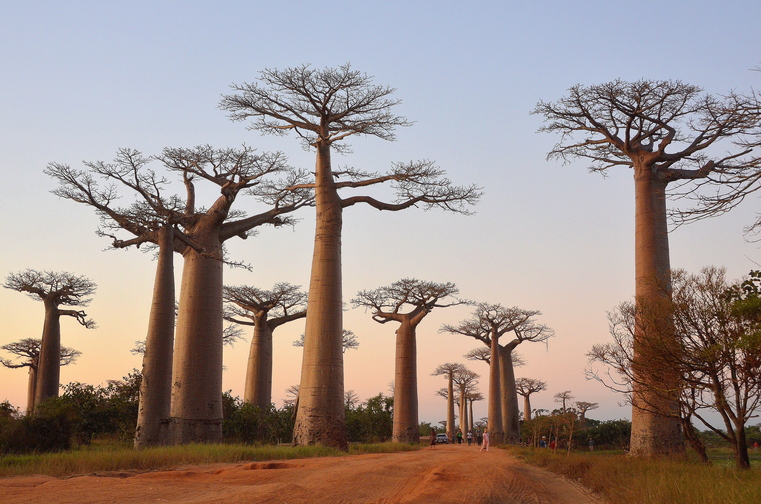 Giant baobabs grow across Africa and Madagascar