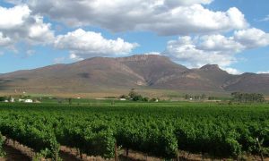 Rows of grapevines stretch into the distance at New Cape in the Winelands