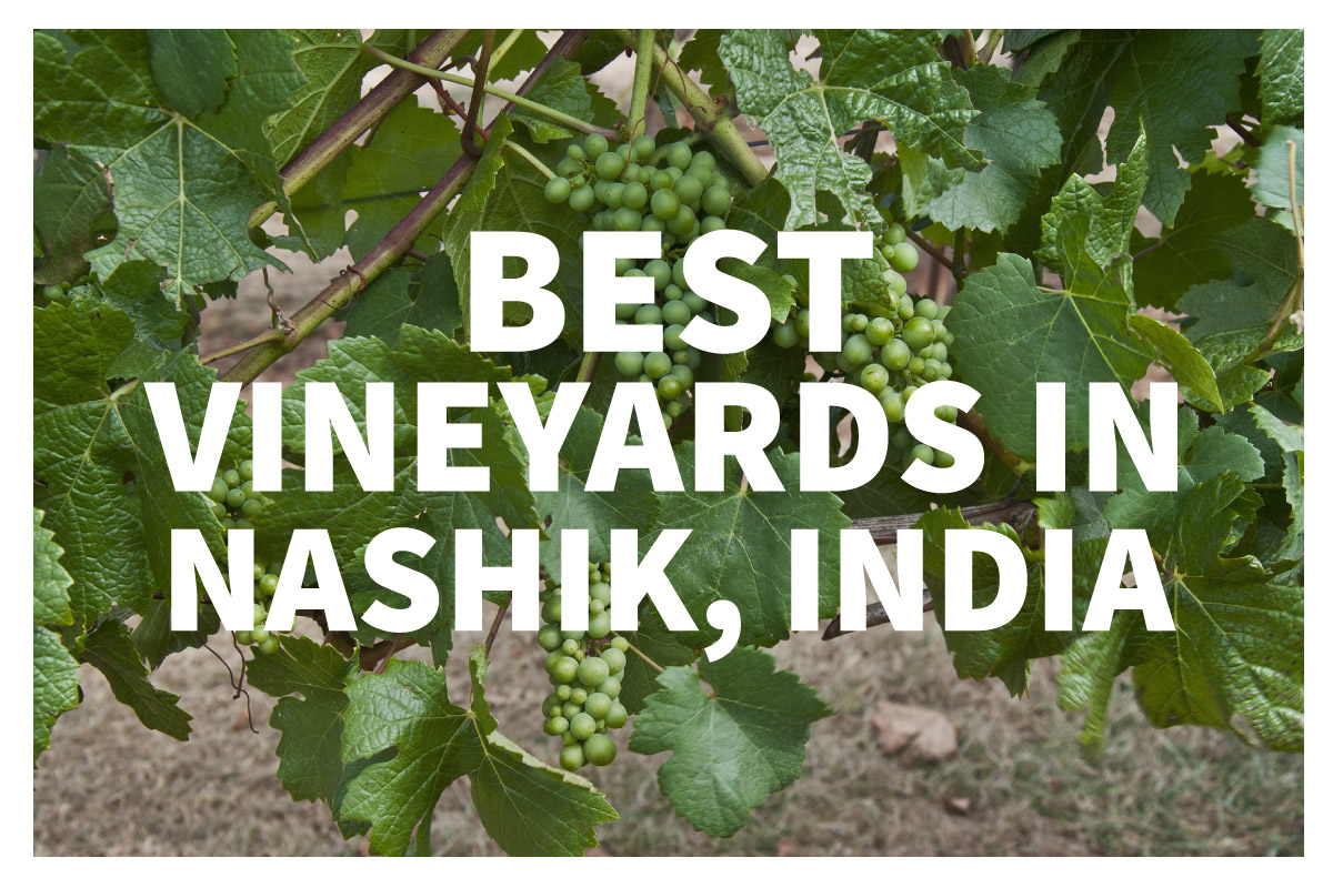 Vineyards in Nashik are the best of India