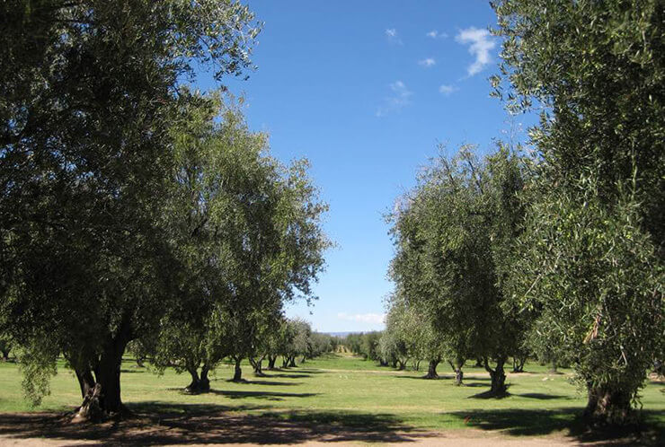 trees on Aglodon Winery estate