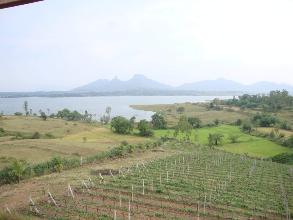 Fields of Vallonne Winery in Nashik, India
