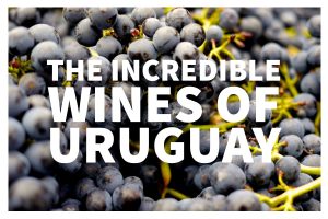 Uruguay wine is some of the finest in the world!