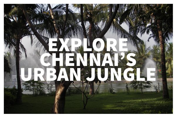 Chennai sightseeing is great inside Guindy National Park!