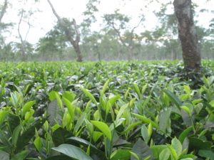 Tea leaves on a plantation near the Brahmaputra River.