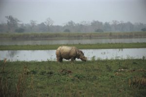 An Indian one-horn rhino
