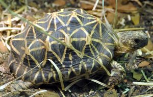 Endangered Indian Star Tortoise