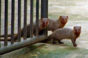 Mongoose in Chennai-India