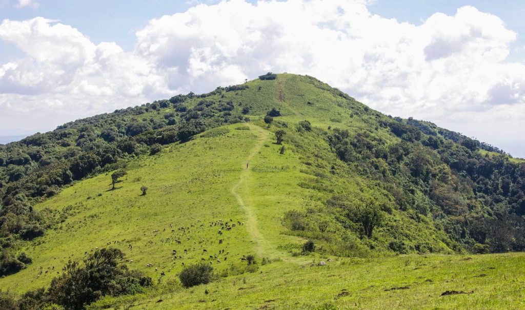 The Ngong hills of Kenya.