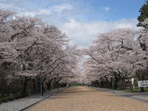 Japan is one of the best places to visit in April.