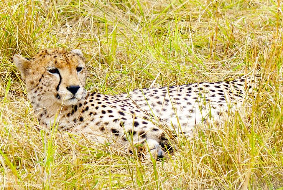 Cheetah near the luxury resort of Mara Plains Camp