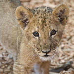 Voluntourism in South Africa helping big cats