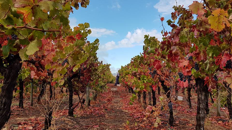 The vineyards of Viña Ventisquero. Photo: Viña Ventisquero Facebook