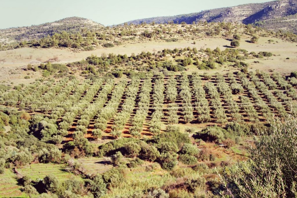 Despite the proximity to the Sahara Desert, Algeria's wineries flourish along the Mediterranean coast. Photo: iStock. 