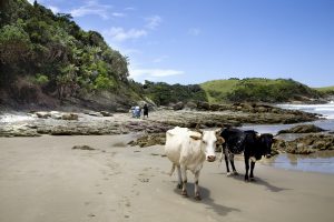 cows-on-the-beach