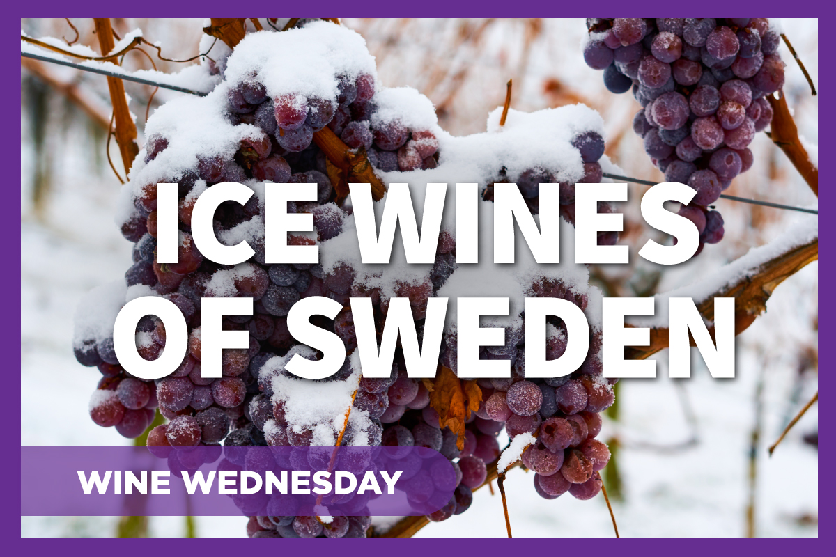 Frozen grapes on the vine will be turned into Swedish ice wine.