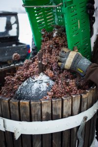 Frozen grapes are harvested for Swedish ice wine.