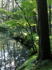 moss grows on the banks of Golden Pond at Saiho-ji