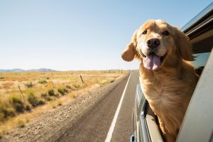 dog on a road trip