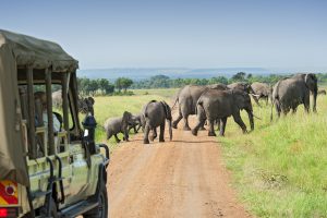 Elephants crossing the road during safari