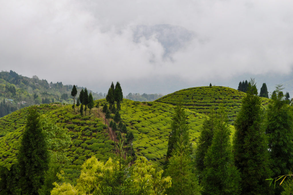 Organic Tea Garden in Darjeeling district from Jaya Travel & Tours blog "Unique & Special Hotels Around the World"