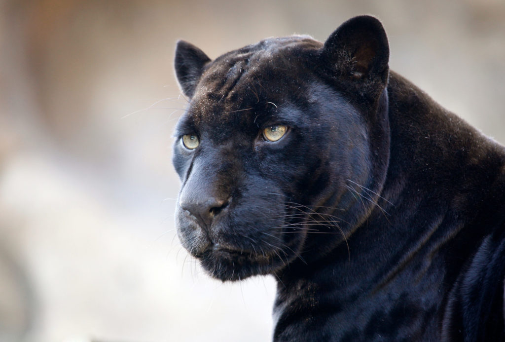 a black panther in one of the reserves in Guatemala where film locations and movie locations for Apocalypto were shot and you can travel to with Jaya.