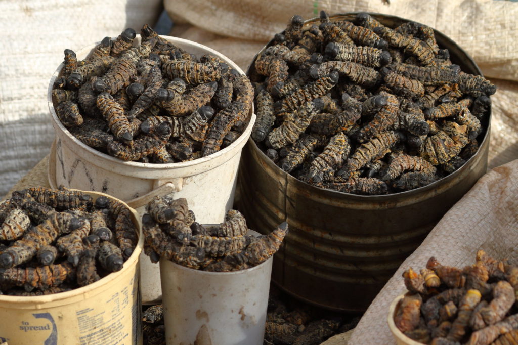 multiple buckets of deep fried mopane worms that will be eaten by the locals in Zimbabwe where edible bugs are delicacies and you can use Jaya Travel & Tours to get there.