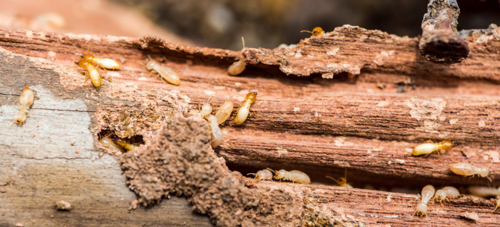 termines run around an old log eating wood, and will later be deep fried and eaten because bugs on the menu are delicacies.