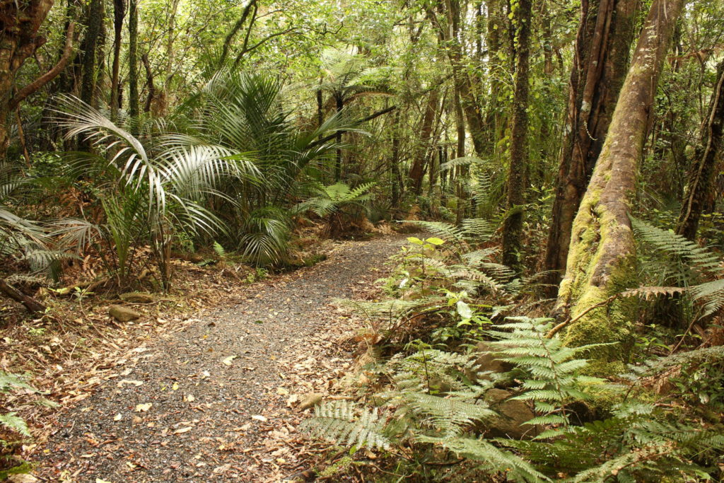 The Waitakere Ranges have hiking trails like this one where the film Hunt for the Wilderpeople was filming locations and movie locations from Jaya On Location series.