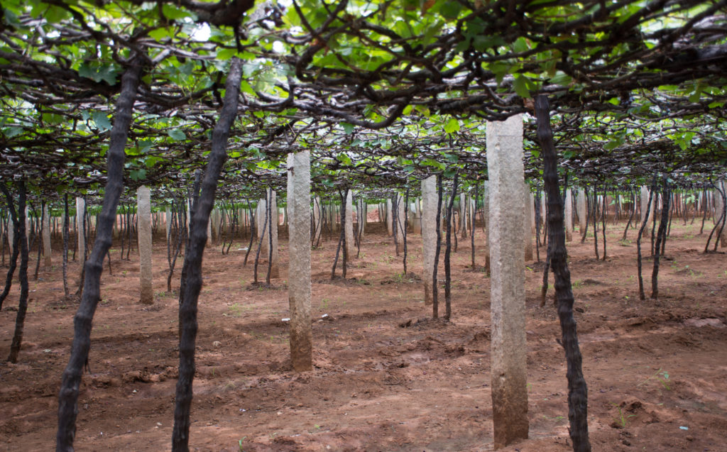 in between the grape trees of the winery in Cumbam, Tamil Nadu where culinary tourism is taking off with Jaya Travel & Tours.