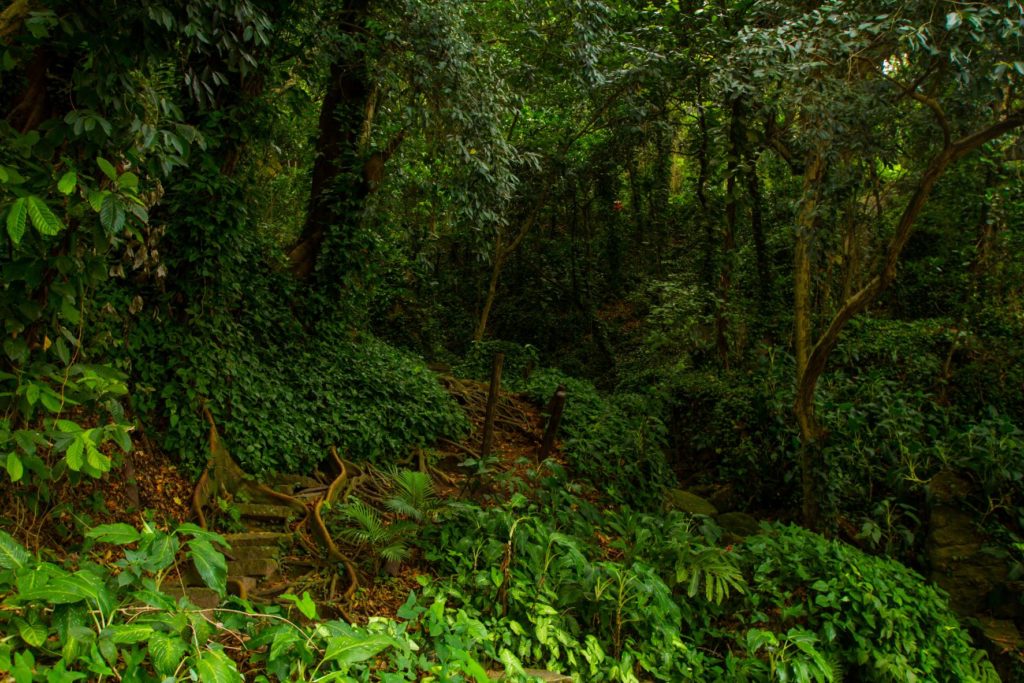 the dense green jungle of the Tijuca Rain Forest which was used as a film destination for the incredible hulk