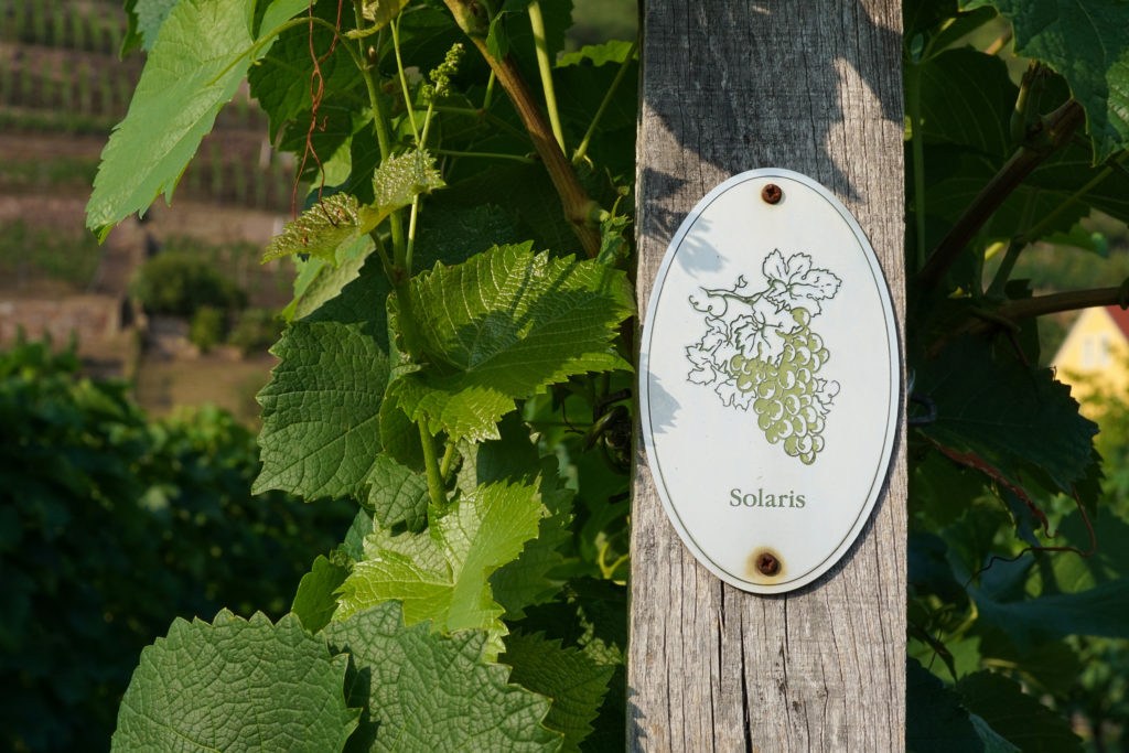 a vineyard with vines and a wooden sign post at the winery saying solaris indian wine.