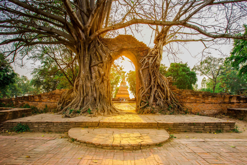 The "Gate of Time" where old Bodhi trees grow overtaking ruined walls, statues, and portico of a deserted red sandstone temple located outside Ayutthaya, when you tour Thailand.