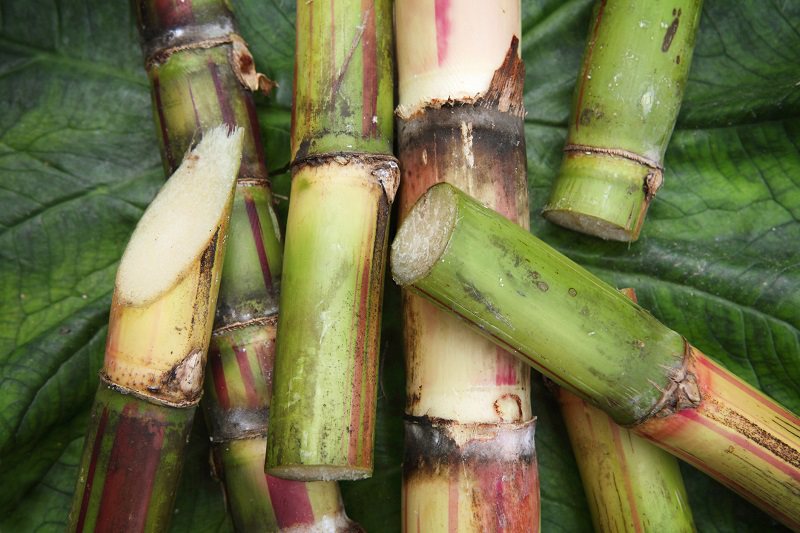 A close up of cut sugarcane stalks being prepared to make Basi, a tasty Philippines wine.