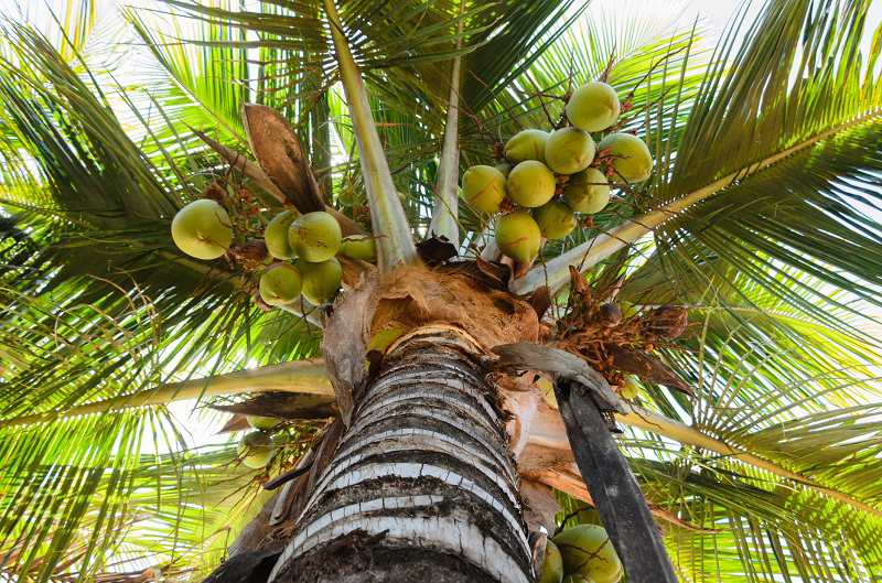 A view of a palm tree with green coconuts in preparation to make Philippines wine.