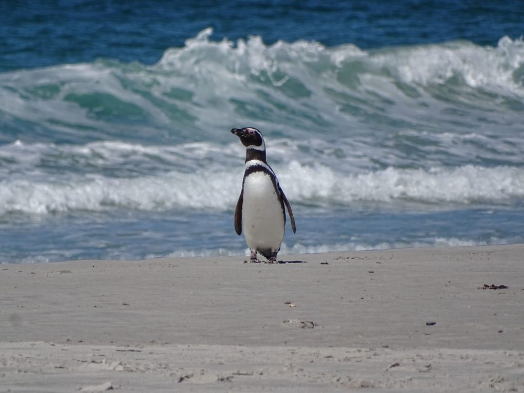 the sandy Punta Tombo beach in Patagonia, Chile which serves as a Magellanic Penguin Breeding Grounds. This is one of the best tours in the country when booked with Jaya Travel & Tours.