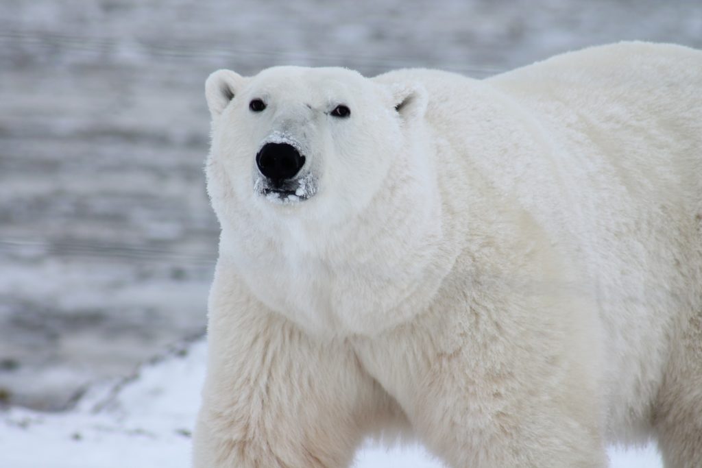 A fluffy white polar bear covered in snow stares into the camera of the photographer in the arctic Greenland. This image is featured in the Jaya Travel & Tours blog, "Which Glacier Should You Visit Quiz," which is a personality travel quiz that determine your next glacier tour.