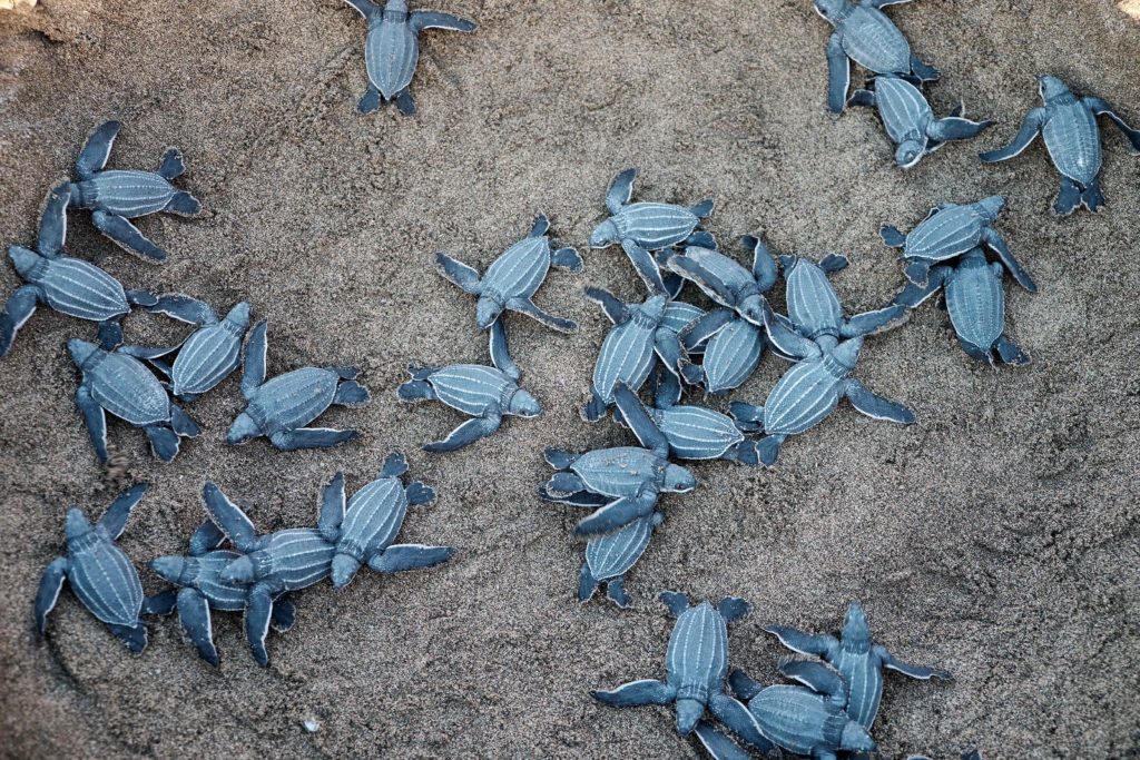 a closeup of dozens of baby sea turtles that have just hatched and are crawling towards the sea in San Juan, Puerto Rico. This image is featured in the Jaya Travel & Tours blog post, "On Location: Black Panther & Wakanda Forever," which lists the filming destinations of the popular marvel movie series.