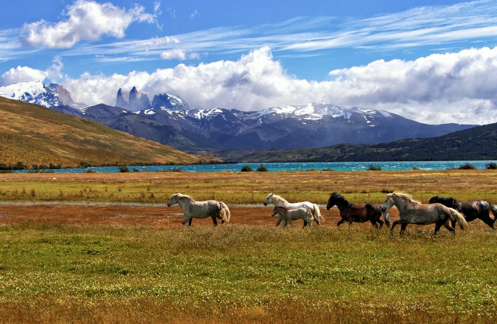 This image of wild horses running in a pack in front of a mountain in Argentina is featured in the Jaya Travel & Tours travel guide, "North America Travel Guide"