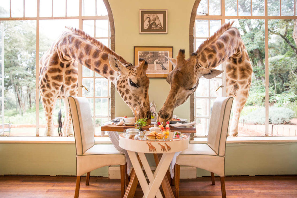 Featured in Unique Hotels Around the World by Jaya Travel & Tours, this image shows two giraffes sticking their necks inside of a hotel window to eat breakfast off a guest's plate.