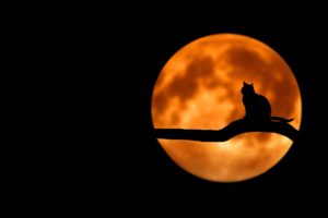 The featured image of "Celebrate Halloween Around the World" from Jaya Travel & Tours is the moon colored orange at night with the silhouette of a cat.