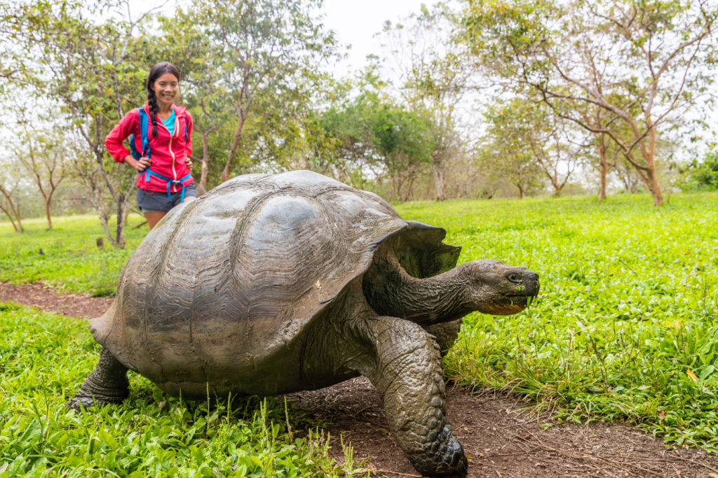 Featured in Best Destinations for Solo Travelers by Jaya Travel & Tours, this image shows a Galapagos Giant Tortoise and woman tourist on Santa Cruz Island in Galapagos Islands.