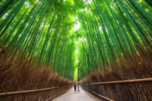Jaya Travel Tours Grand Wonders of Japan Group Tour Day 3 Arashiyama Bamboo Forest