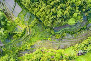 Day 2 - Bali Tegalalang Rice Fields - Bali Singapore and Malaysia Group Tour