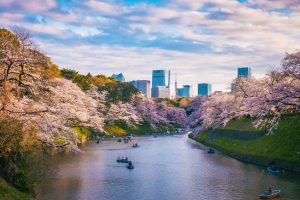 Day 2 - Cherry Blossoms Sakura Imperial Palace - Tokyo - Jaya Travel Tours Japan