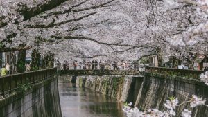 Day 3 - Meguro River Park Nakameguro - Jaya Travel Tours Japan