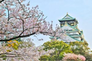 Day 9 - Osaka Castle Cherry Blossom Sakura - Jaya Travel Tours Japan
