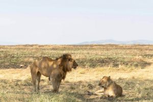 serengeti - Jaya Travel & Tours