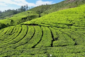 munnar - Jaya Travel & Tours