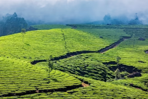 munnar1 - Jaya Travel & Tours