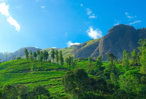 munnar2 - Jaya Travel & Tours
